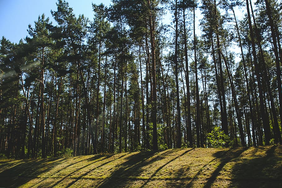 shadow, forest, woods, tree, trees, grass, green, pine, summer HD wallpaper