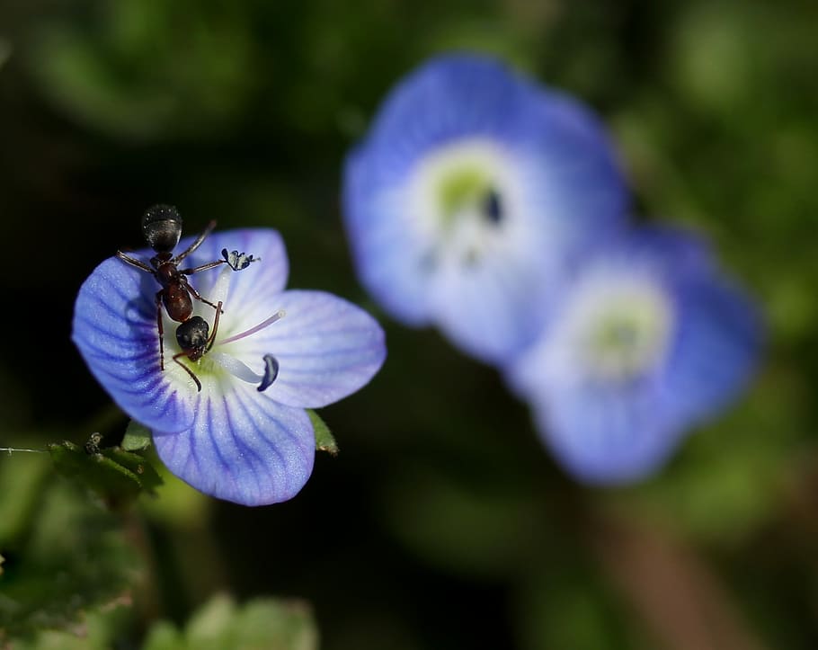 cornflower, ant, insecta, blue, plant, leaves, green, beauty HD wallpaper