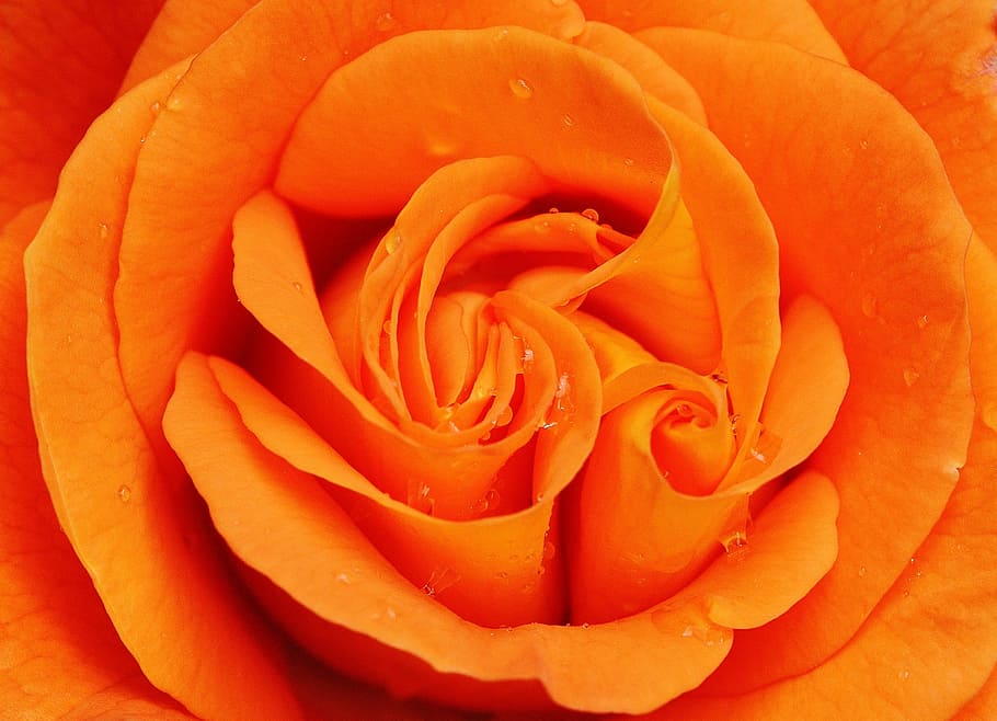 orange flower, rose, close, blossom, bloom, orange roses, plant HD wallpaper