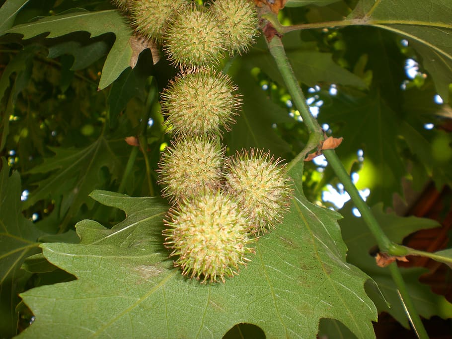 chestnuts, spring, growth, leaf, plant part, food and drink HD wallpaper
