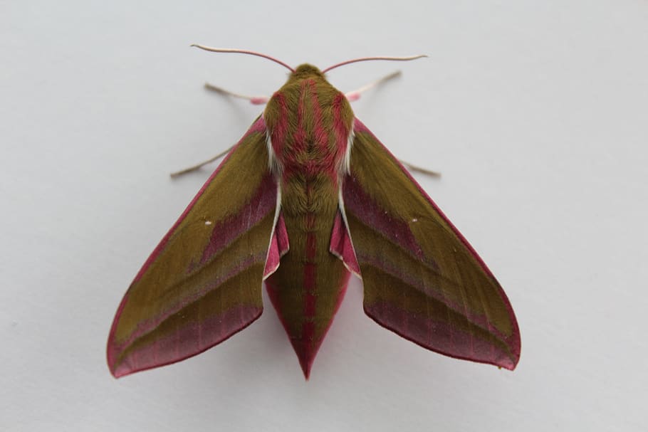 insect, moth, butterfly, wing, nature, studio shot, close-up HD wallpaper