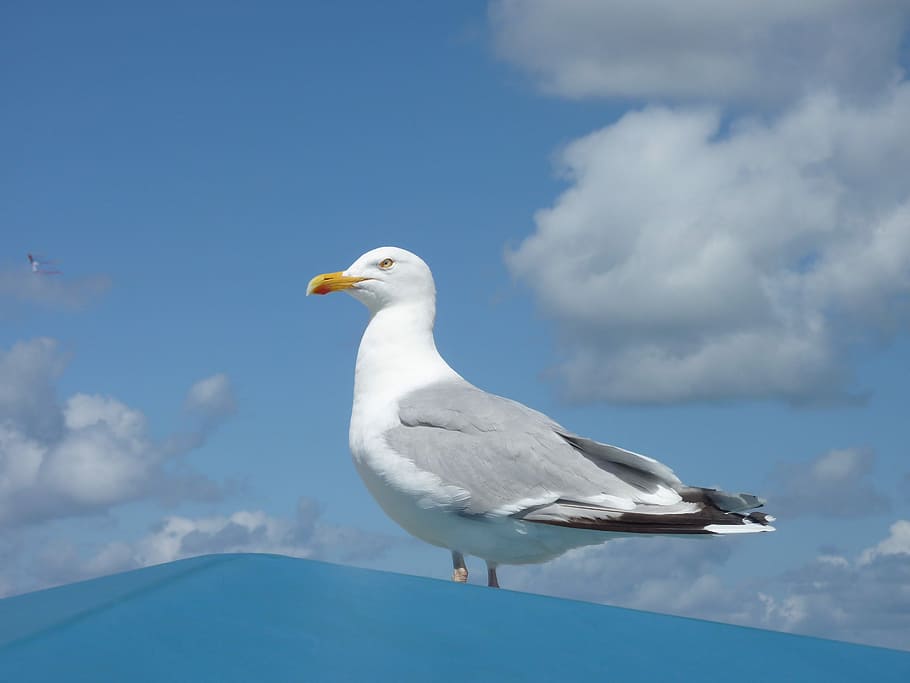 Borkum, Clouds, Gull, Sea, Roof, sky, bill, white gulls, birds HD wallpaper
