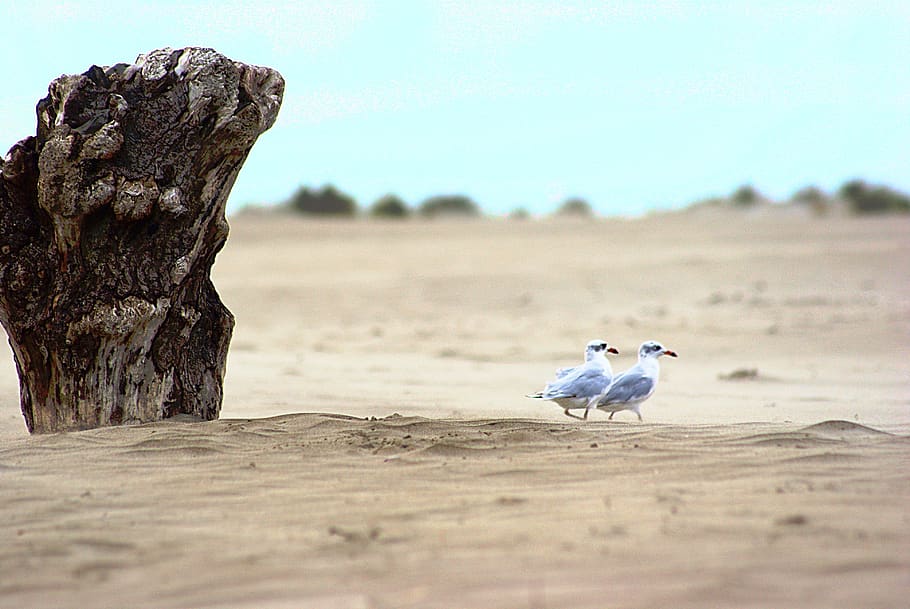sand, seagull, beach, trunk, tree, dead tree, gard, espiguette HD wallpaper