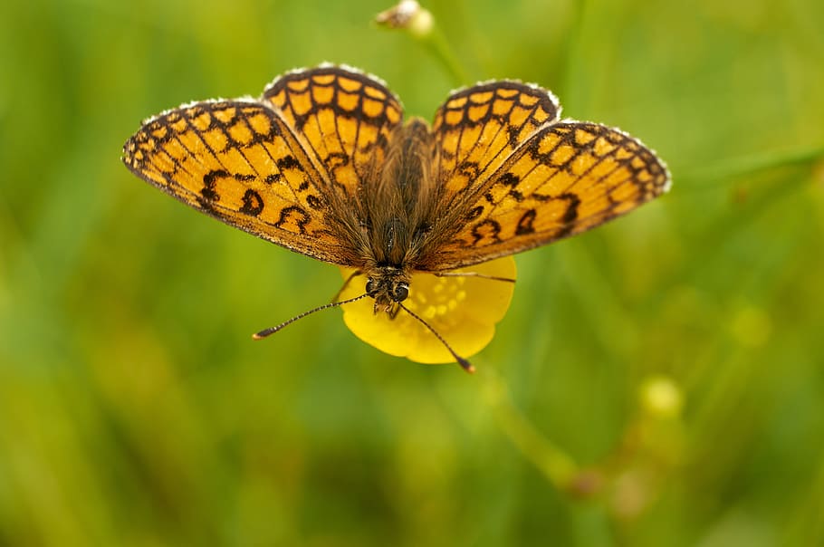 butterfly, insect, nature, wing, summer, mélitée, animal themes HD wallpaper