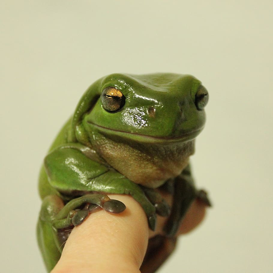 green frog on person's finger, tree frog, jungle, amphibian HD wallpaper