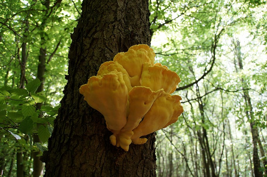 Mushroom, Toxic, Tree, tree trunk, nature, forest, growth, plant HD wallpaper