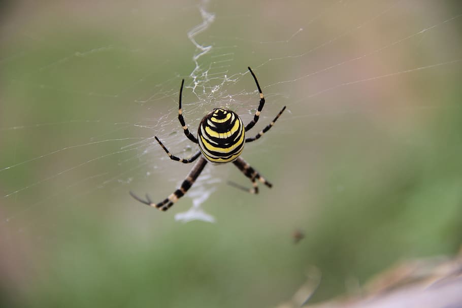 spider, insect, arachnid, nature, web, animals in the wild HD wallpaper