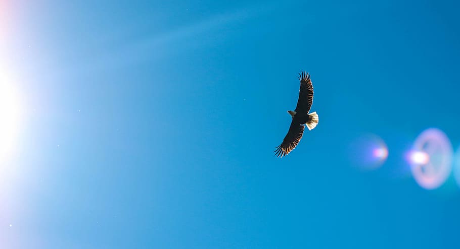worms eye view photography of eagle flying across the sky, low angle photo of eagle