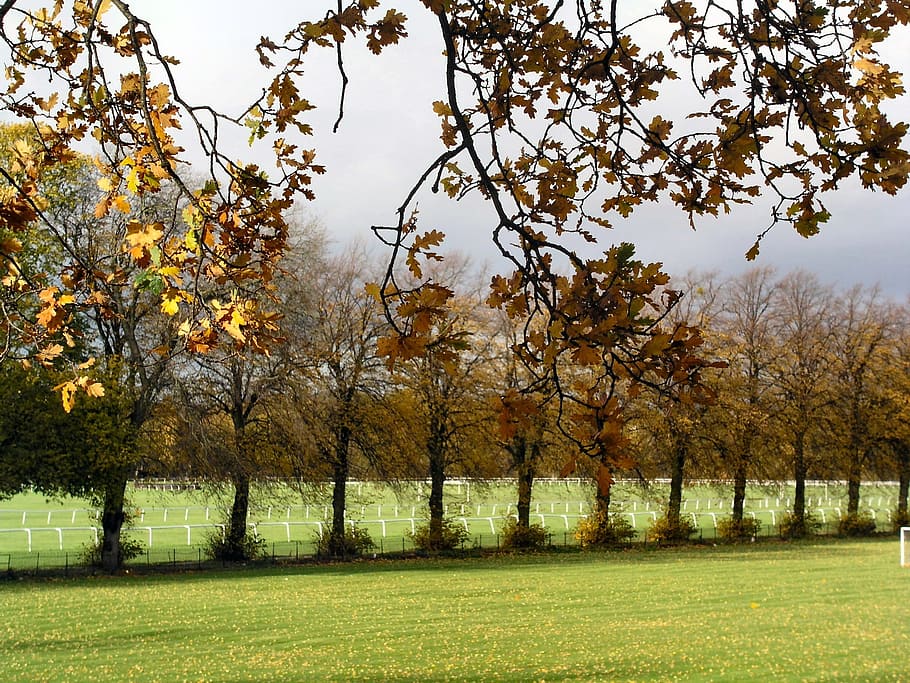 landscape, trees, row, field, plant, growth, beauty in nature HD wallpaper