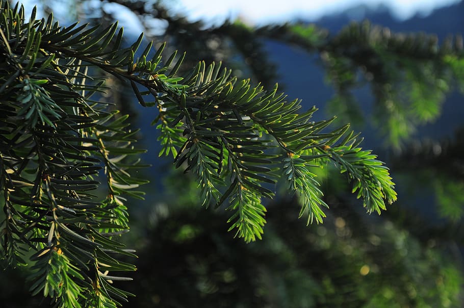 pine, pine branch, pine tree, green, nature, pine trees, plant HD wallpaper