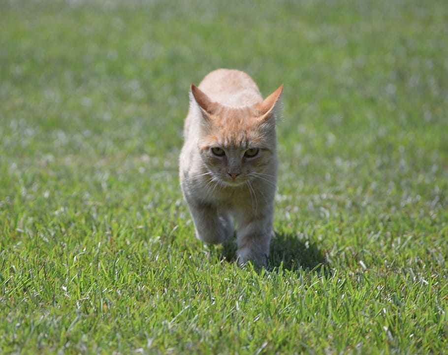 harry, cat, orange tabby, grass, animal, animal themes, mammal HD wallpaper