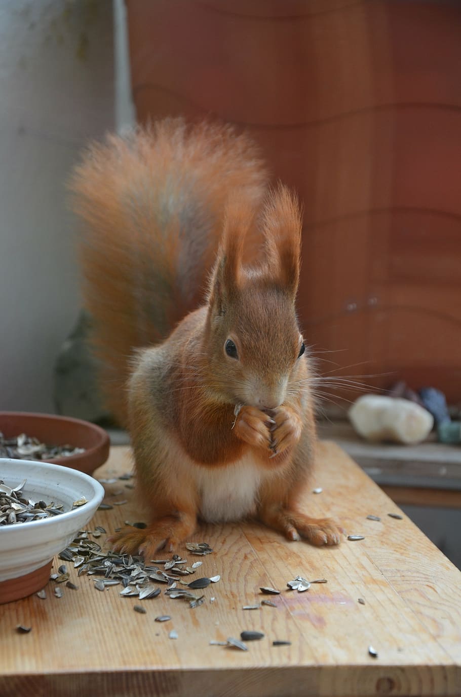squirrel, animals, nature, nager, fur, cute, animal themes HD wallpaper