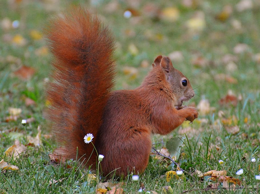 squirrel, nager, cute, nature, rodent, climb, garden, eat, brown HD wallpaper