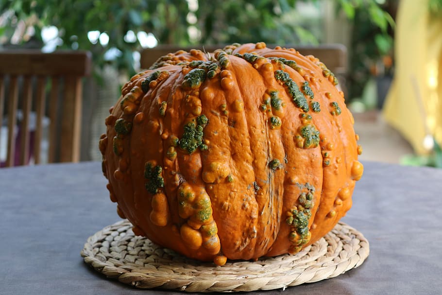 squash, one, vegetable, pumpkin, orange, halloween, food, decoration HD wallpaper