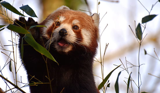 panda, red panda, bear cat, fire fox, ailurus fulgens, predator HD wallpaper