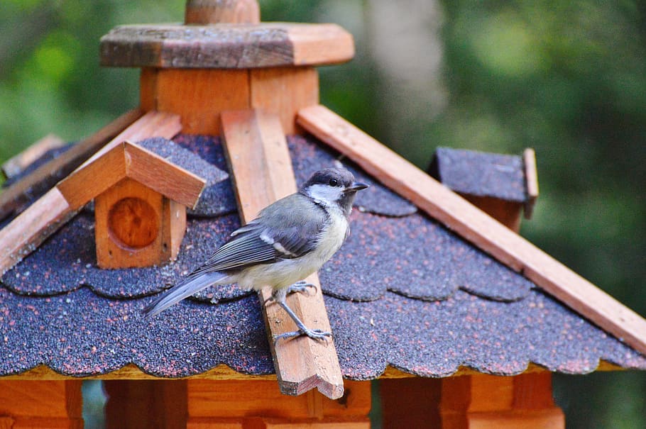 Tit, Bird, Foraging, Garden, Peanuts, animal, food, eat, cute HD wallpaper