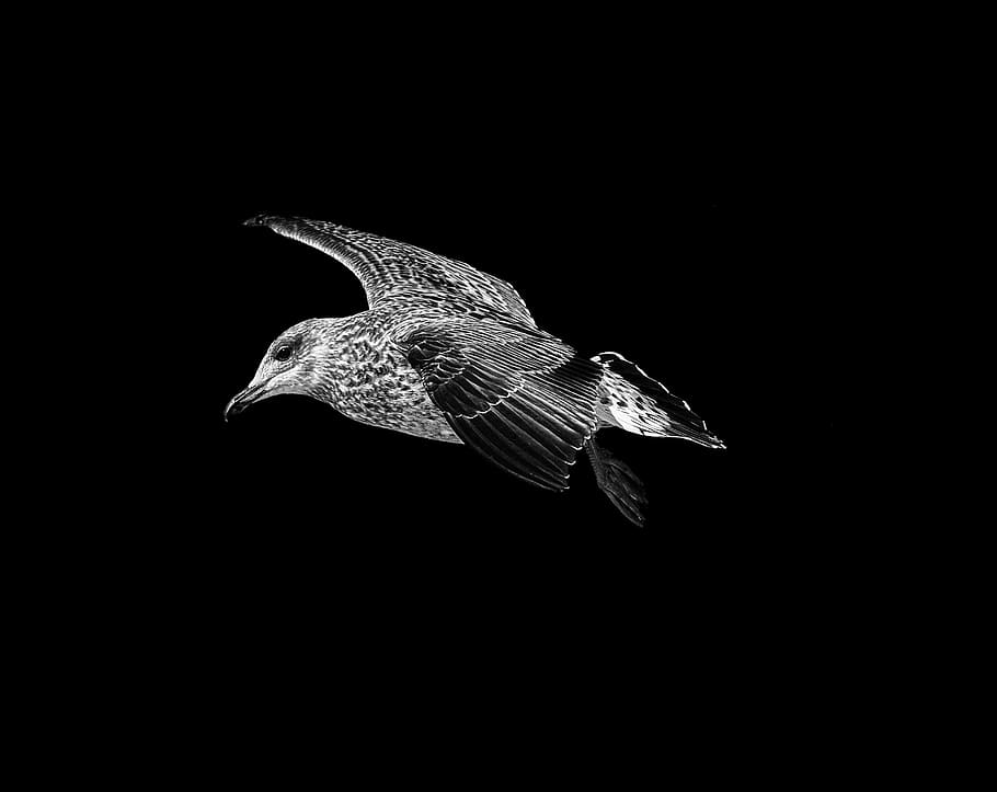 seagull, black, white, nature, animal, bird, wildlife, flight HD wallpaper
