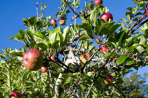 apple, tree, plant, garden, green, nature, fruit, season, leaf HD wallpaper
