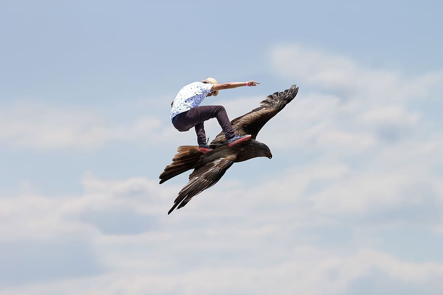 Freedom, Eagle, Fly, skatebirding, wild, sky, flight, flying HD wallpaper