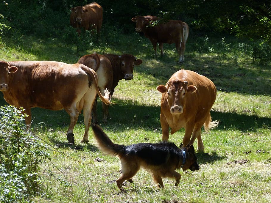 Animals, Cows, German Shepherd, meeting, co excistance, pasture, HD wallpaper