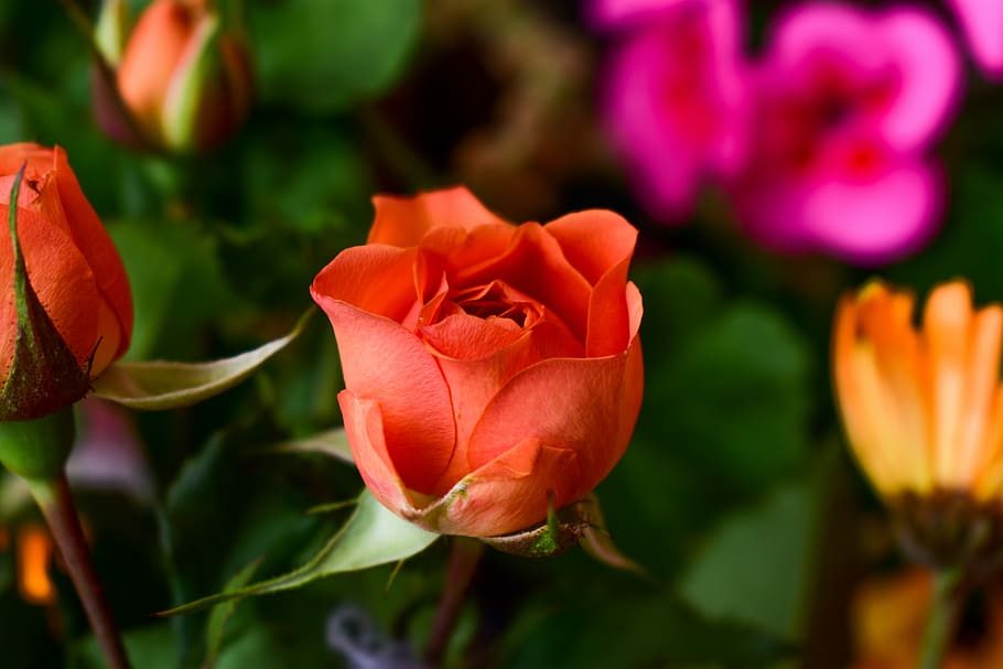 flower, nature, plant, leaf, flowering plant, beauty in nature HD wallpaper
