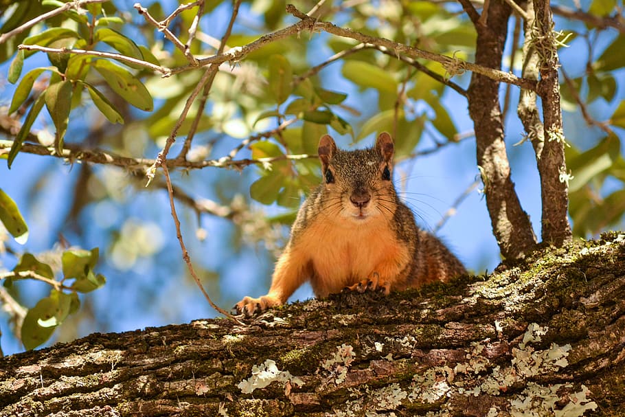 squirrel, tree, leaves, animal, animal themes, one animal, mammal HD wallpaper