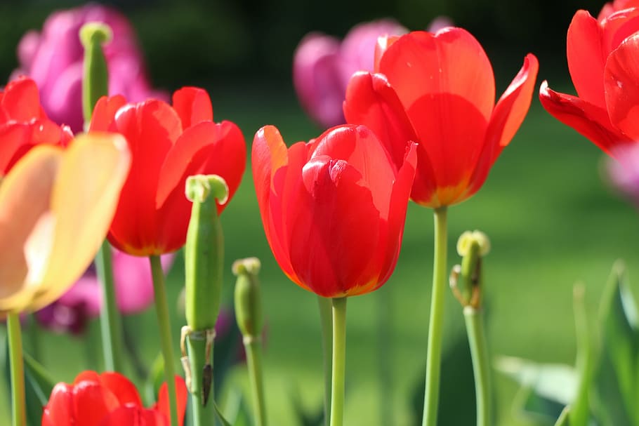 tulip, flower, closed, red, flower bed, delicate, flowering plant HD wallpaper