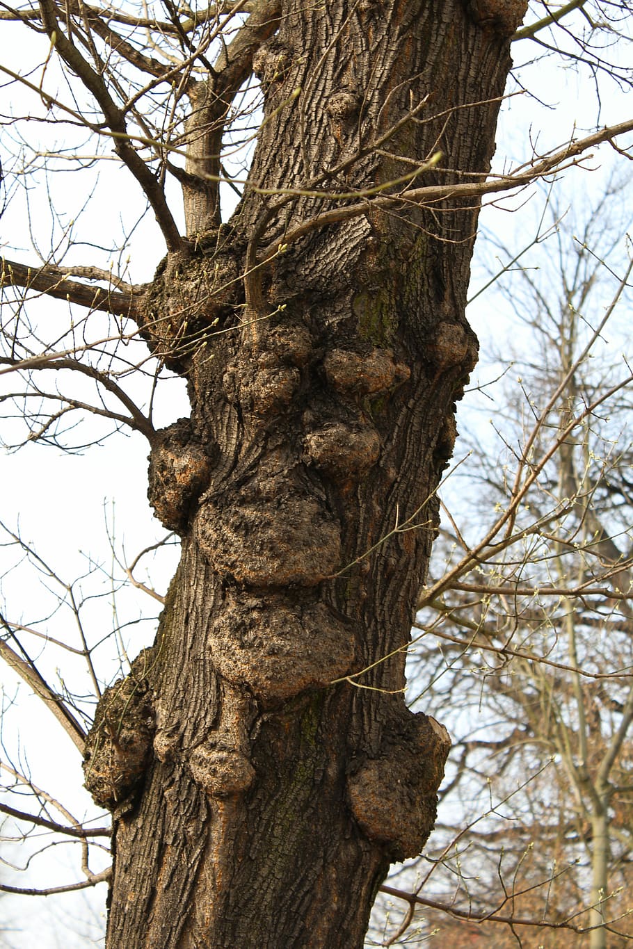 Konar, Tree, Sharpness, Trunk, Nature, tree bough, the bark of the tree HD wallpaper