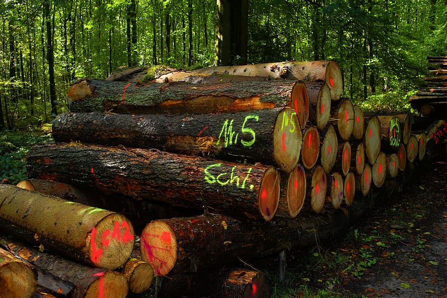 tree log lot on forest during daytime, wood pile, strains, money, HD wallpaper