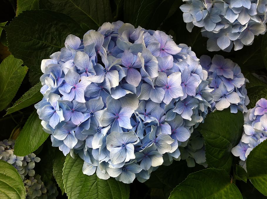 hydrangea, flowers, yard, plant, vulnerability, flowering plant HD wallpaper