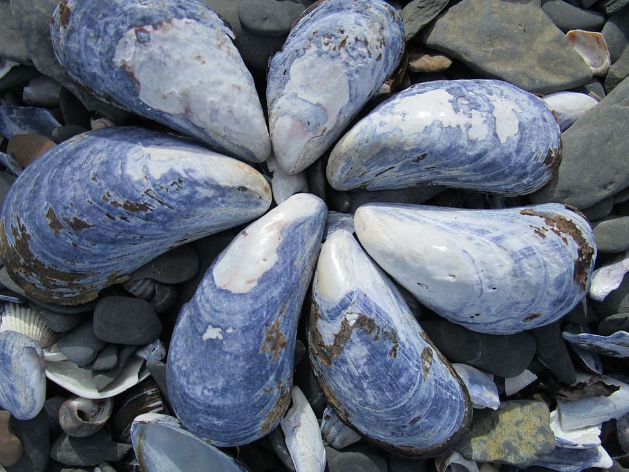 shell, seashell, blue, beach, marine, water, ocean, holiday HD wallpaper