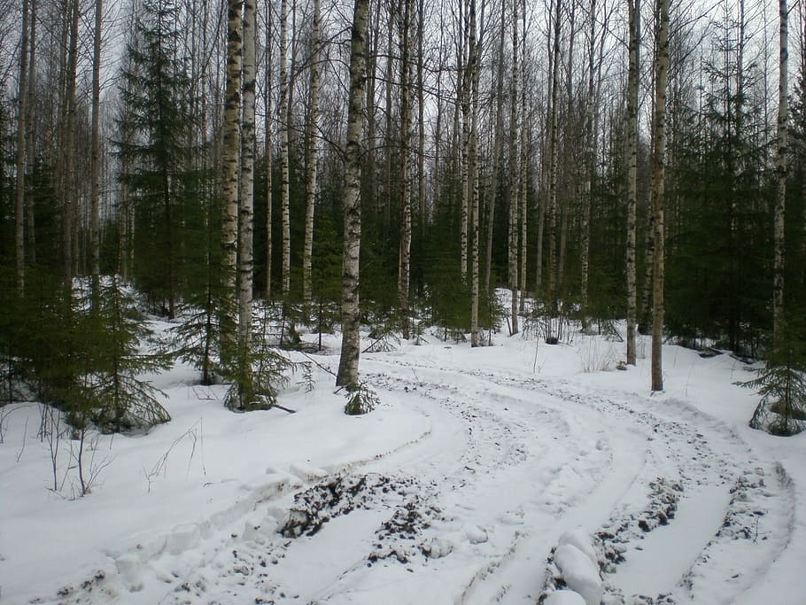Birch, Forest, Crust, Nature, Second, the second, snow, winter HD wallpaper