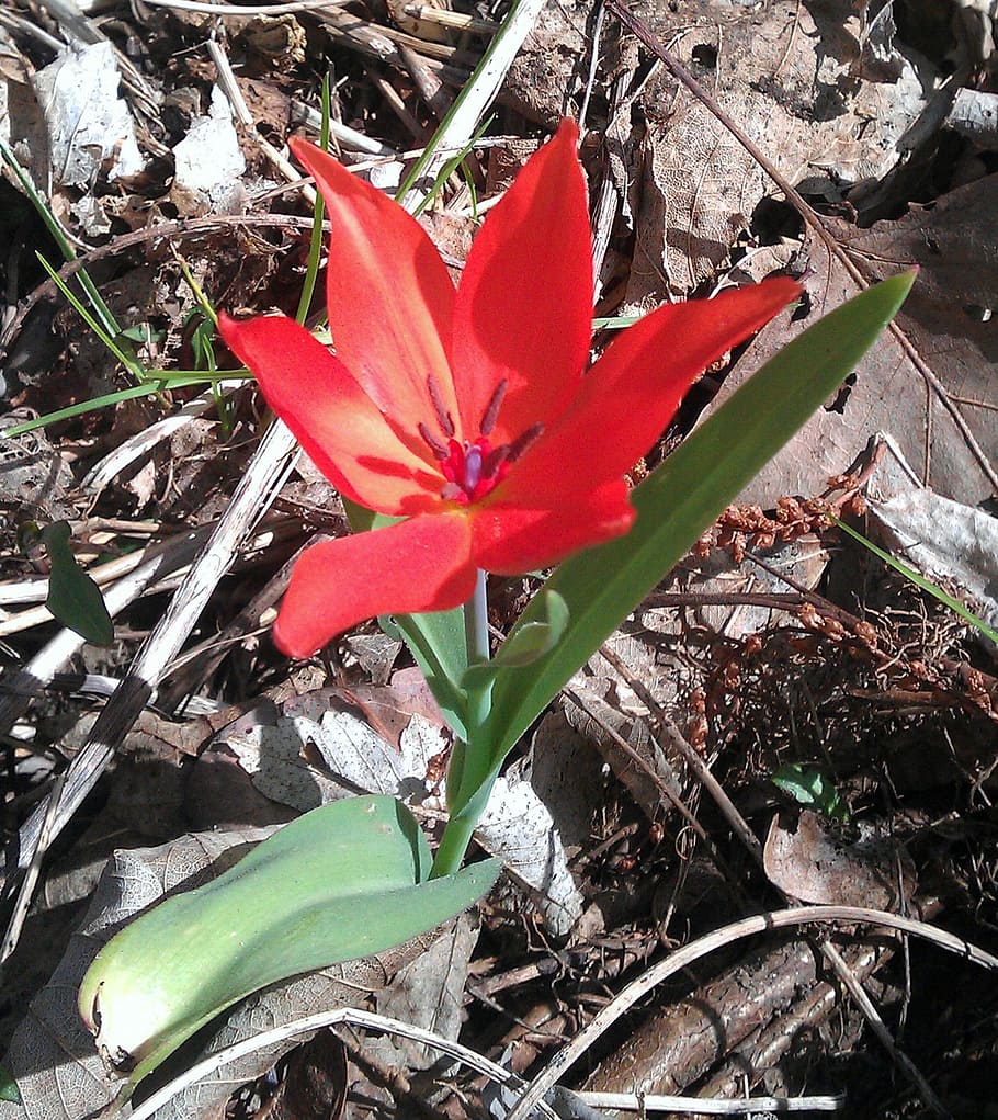 tulip, red, forest, orphaned, alone, change of location, loneliness HD wallpaper