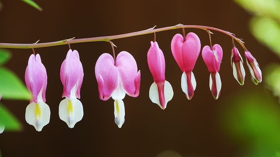 close-up photo of pink-and-white bleeding hearts flower, leaf HD wallpaper