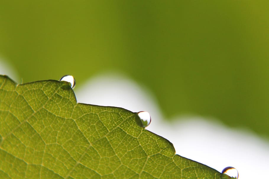 Macro, Leaf, Nature, Rain Drop, drops plant leaves, water, natural HD wallpaper