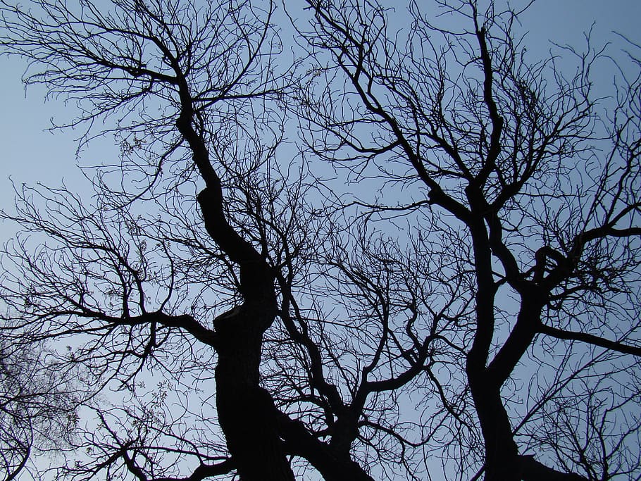 konary, branches, tree, leafless, bare tree, sky, silhouette HD wallpaper