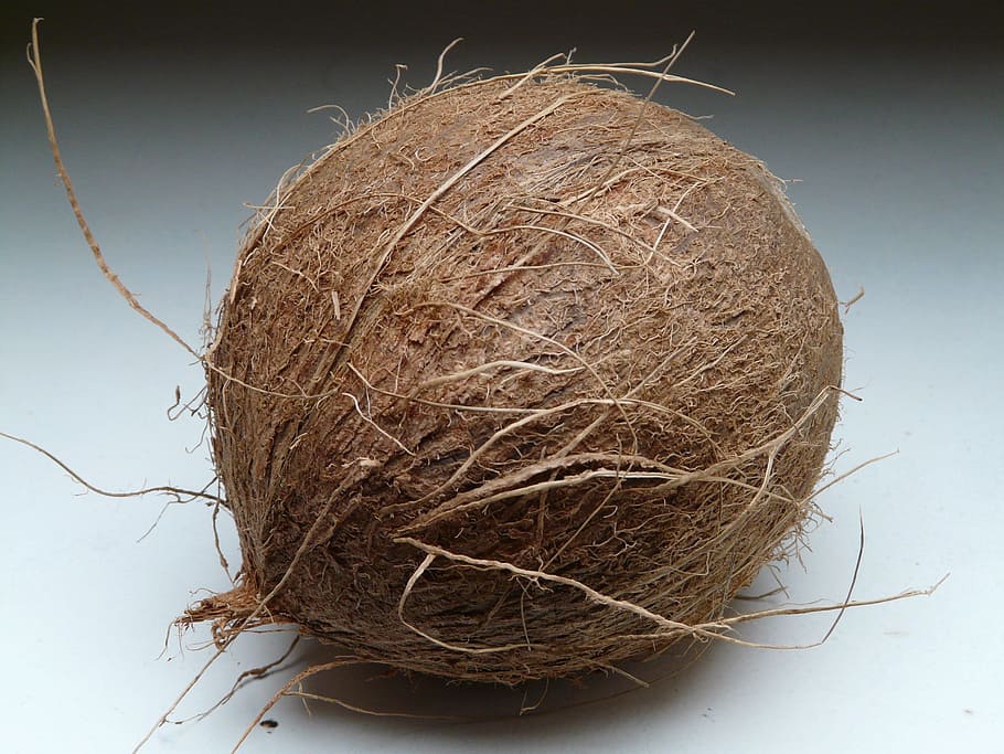 brown coconut, coconuts, exotic, sweet, palm, mediterranean HD wallpaper