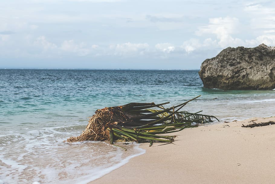 Untouched tropical beach, green plant on seashore, water, land HD wallpaper