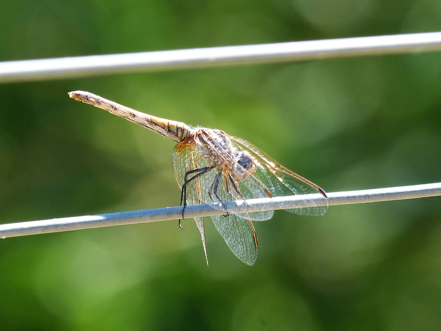 dragonfly, cable, wire, transparent wings, one animal, animal wildlife HD wallpaper
