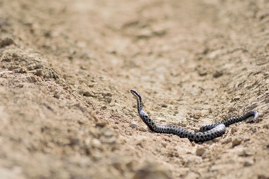 snake, macro, viper, gad, nature, animal themes, animal wildlife HD wallpaper
