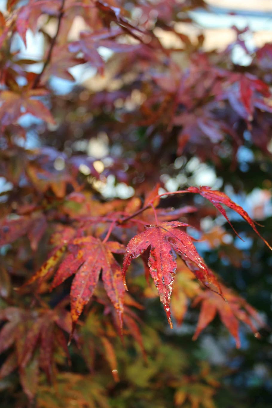 autumn, maple, red, leaves, emerge, fall color, leaf, nature HD wallpaper