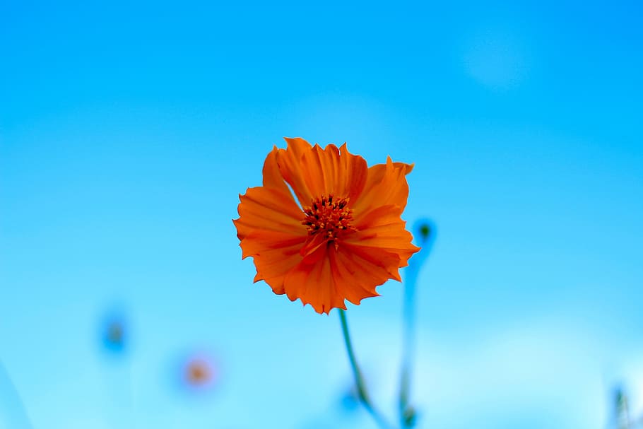 orange flower, nature, bright, starburst, flowering plant, petal, HD wallpaper