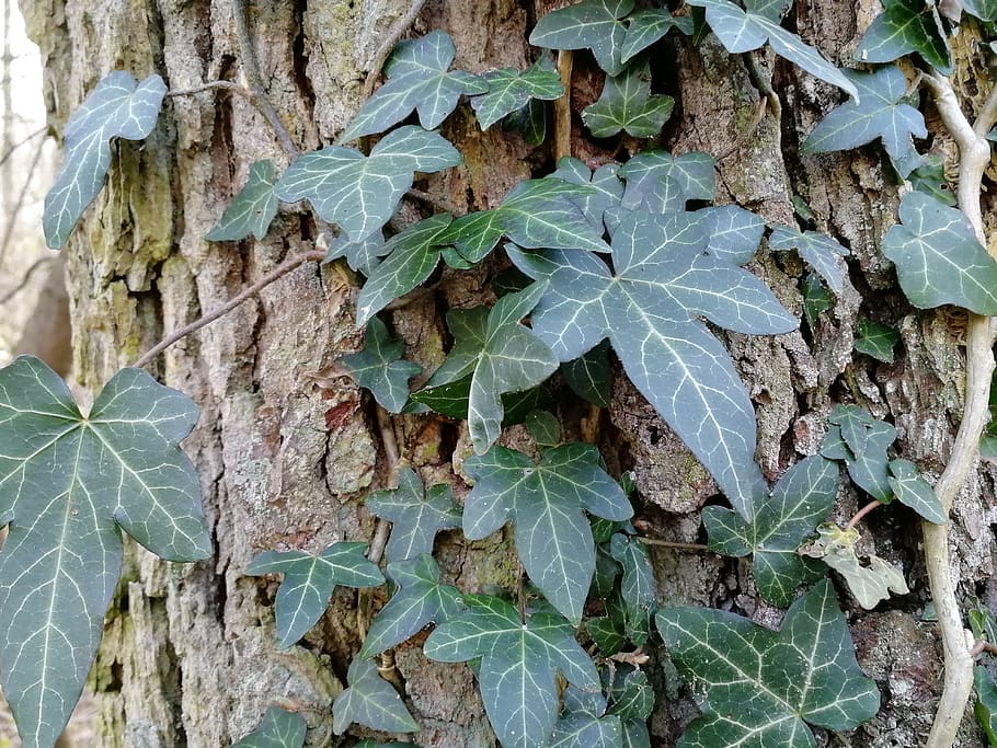 leaf, ivy, plant, tree, plant part, growth, nature, close-up HD wallpaper