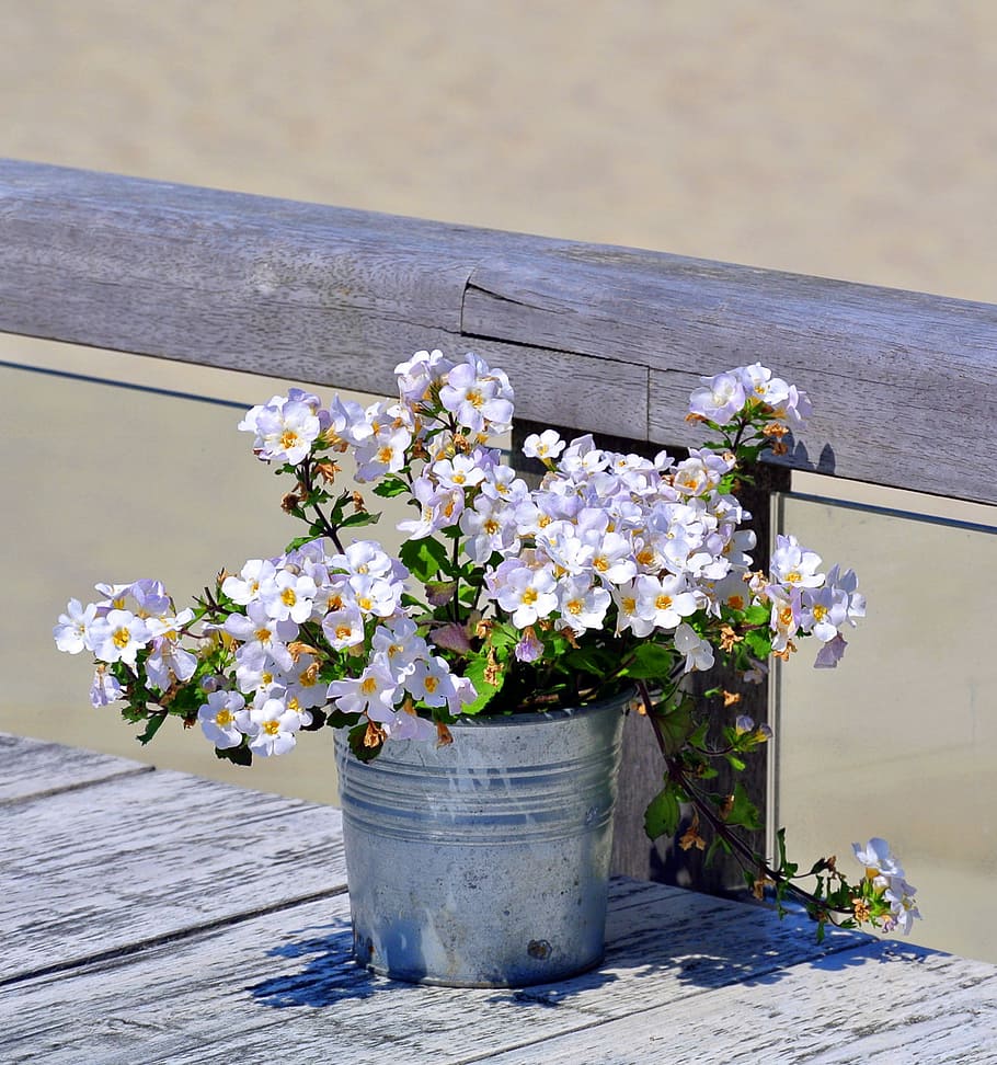 white flowering plant, beach, flowerpot, nature, freshness HD wallpaper