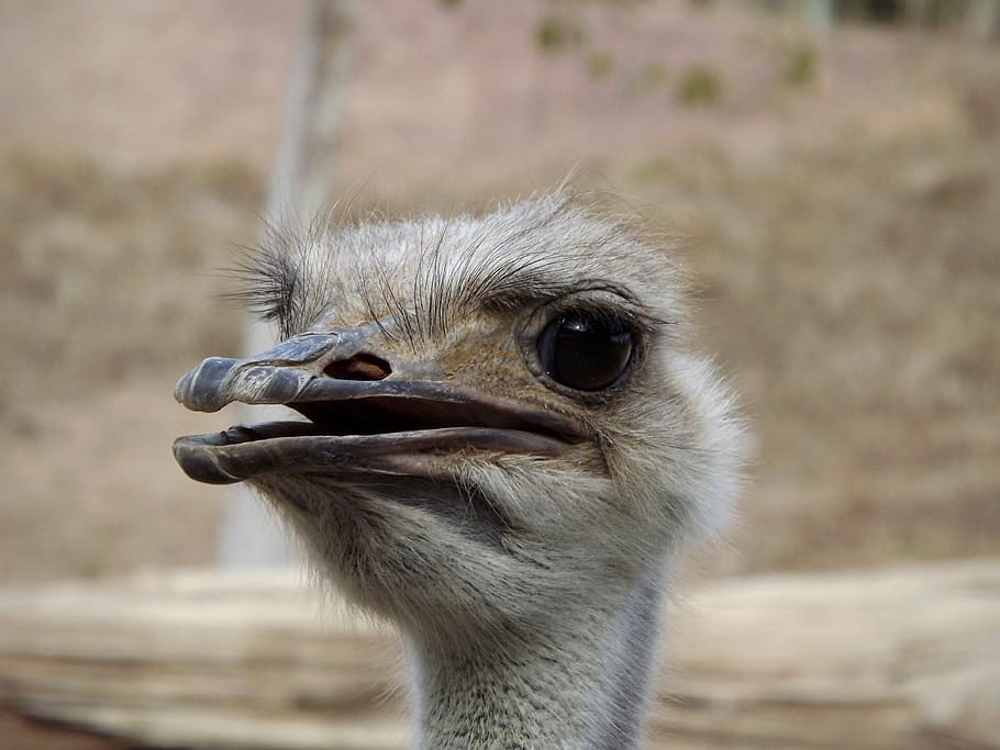 ostrich, ave, face, look, pose, eyes, animals, wildlife, bird HD wallpaper
