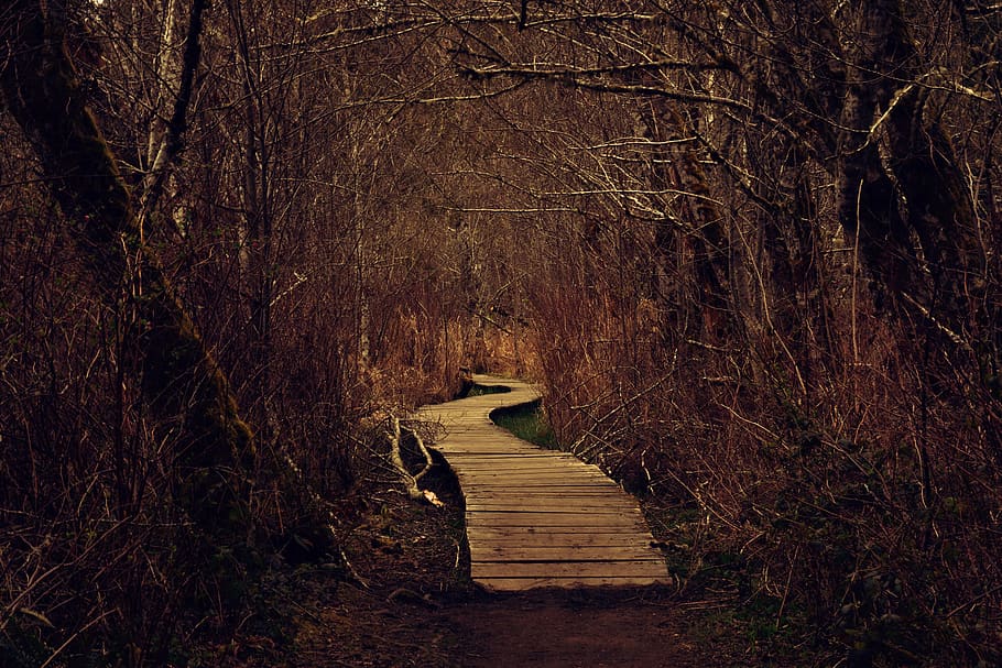 path, woods, forest, trees, nature, landscape, autumn, mystical HD wallpaper
