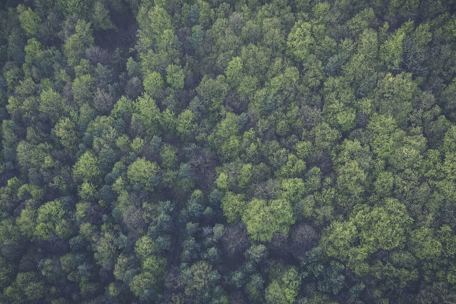 bird's eye photography of green trees, top, view, forest, woods