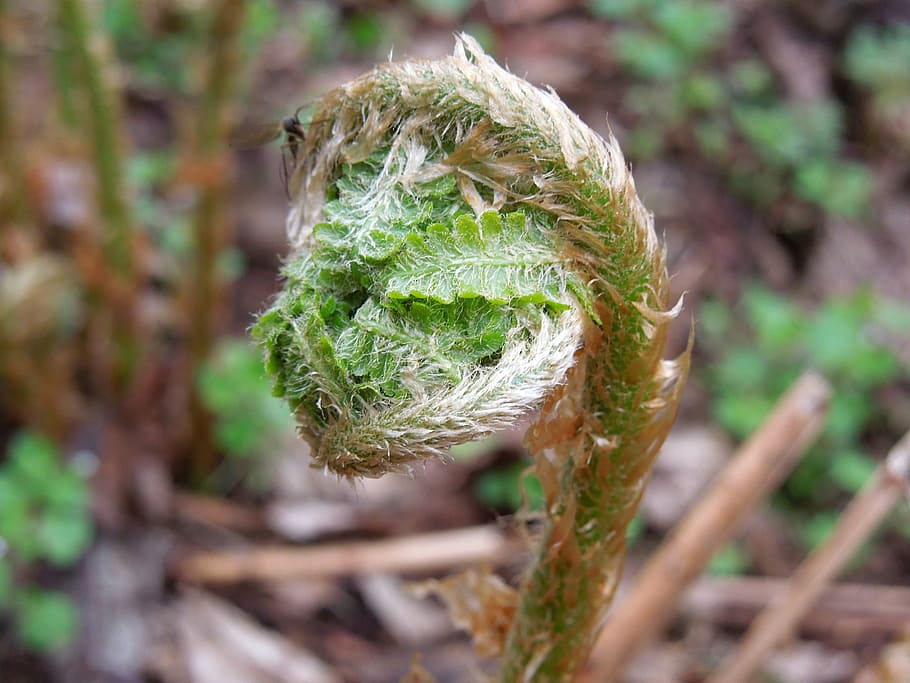 fern, forest, nature, flora, plant, leaf fern, close-up, growth HD wallpaper