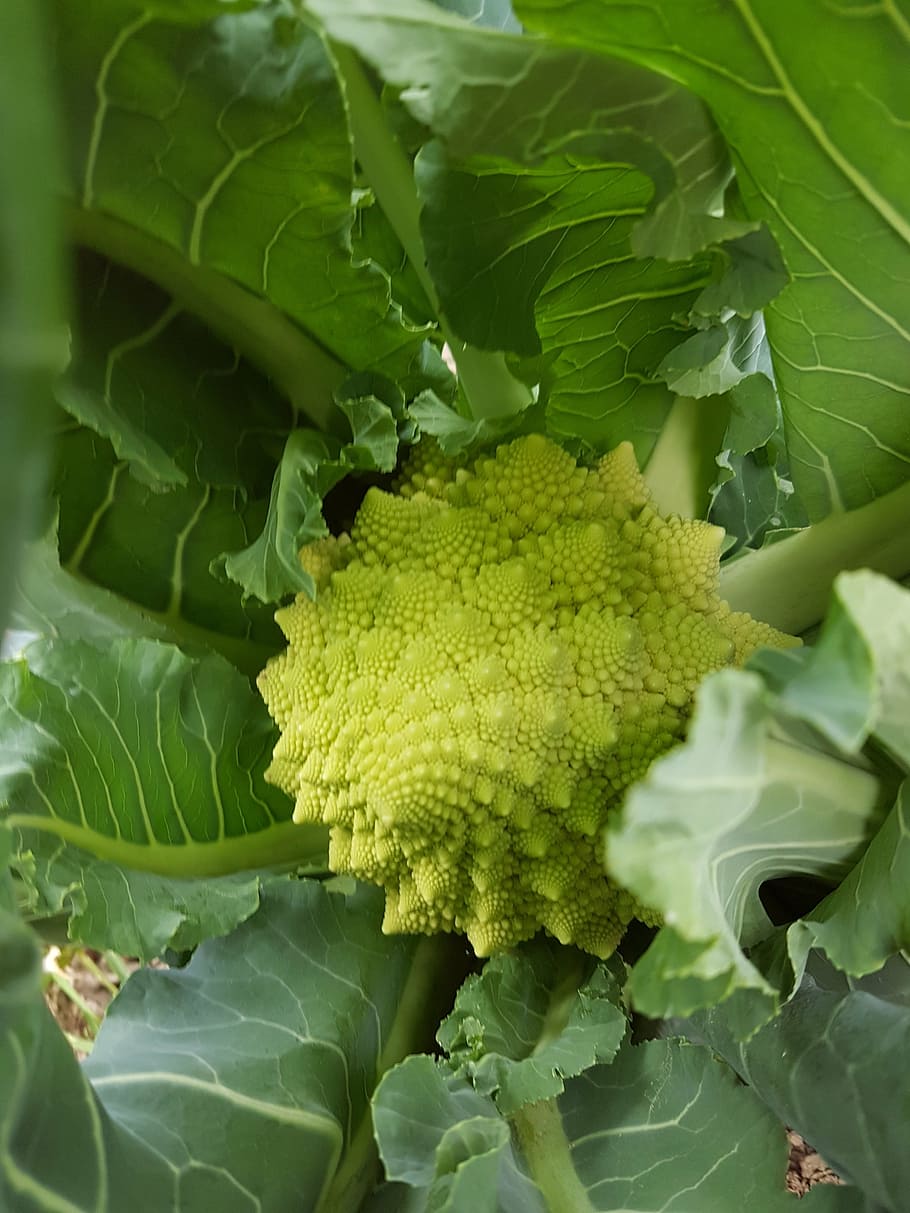 broccoli, vegetable, pyramidal, green color, leaf, plant part HD wallpaper