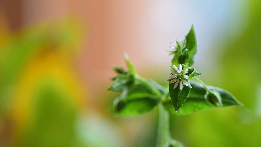 Macro, Spring, Plant, Natural, Herb, summer, nature, green Color HD wallpaper